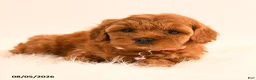 Cavapoo dogs for sale: Ivy - Ad 5