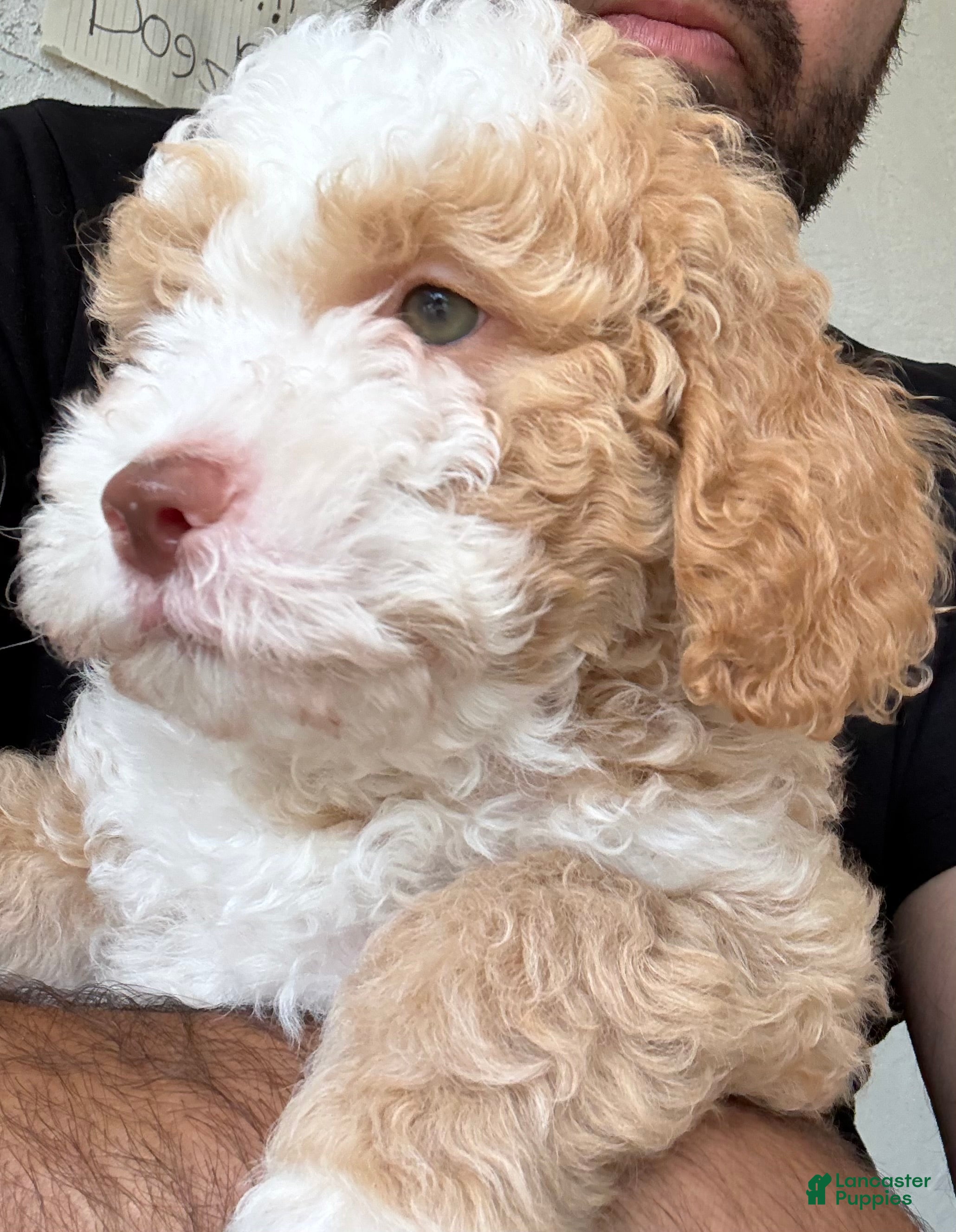 Mixed Breed dogs Mixed Breed 1 - Ad 25