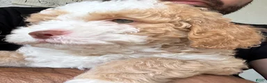 Mixed Breed 1