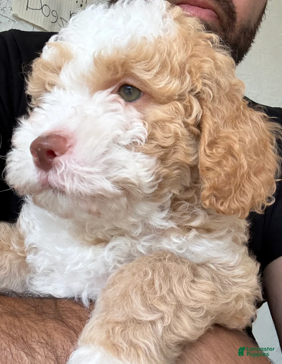 Mixed Breed dogs for sale: Mixed Breed 1 - Ad 1