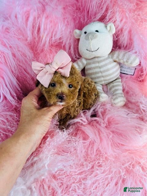 Toy Poodle dogs Toy Poodle 1 - Ad 2