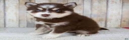 Pomsky dogs for sale: Bear - Ad 3