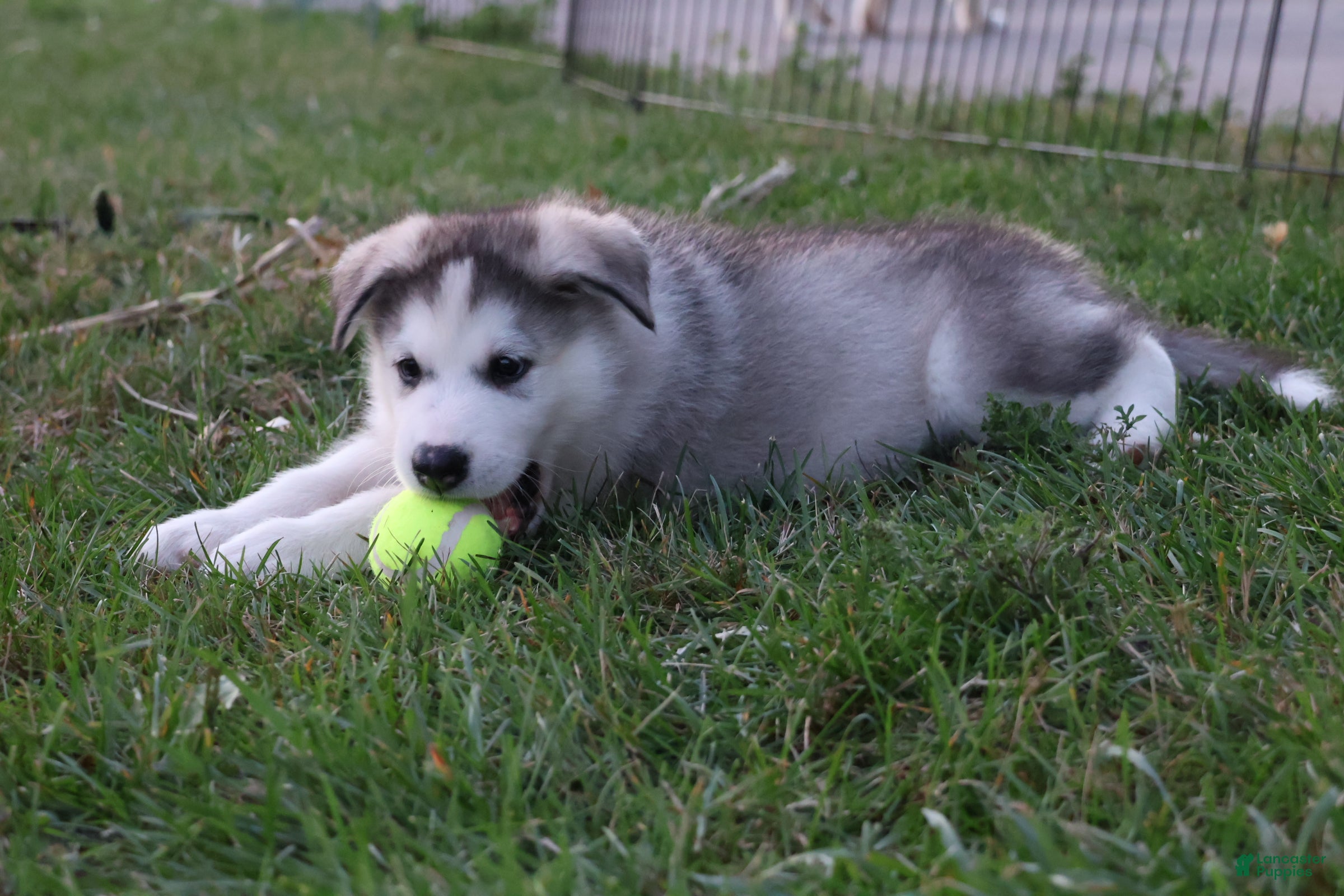 Alaskan Malamute dogs Tucker - Ad 2