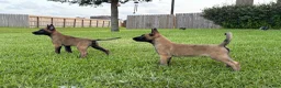 Belgian Malinois dogs for sale: Belgian Malinois 4 - Ad 9