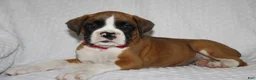 Boxer dogs for sale: Beauty - Ad 5