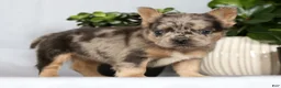 French Bulldog dogs for sale: Nimmy - Ad 5
