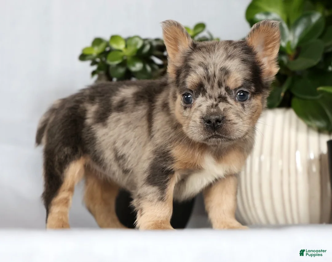 French Bulldog dogs for sale: Nimmy - Ad 5