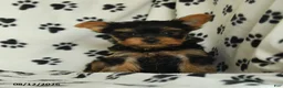 Yorkshire Terrier dogs for sale: Quinton - Ad 5