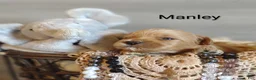 Shihpoo dogs for sale: Shihpoo Puppy 2 Manley  - Ad 6