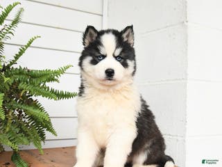 Gerberian Shepsky dogs Galaxy - Ad 3