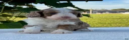 Aussiedoodle dogs for sale: Butternut Miniature Aussiedoodle  - Ad 3
