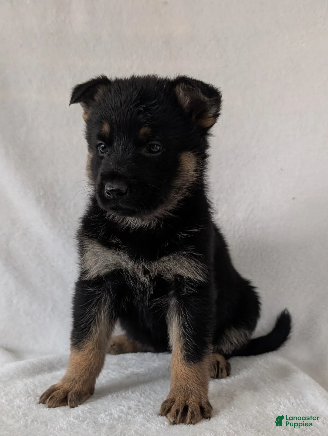 German Shepherd dogs for sale: Fancy  - Ad 9