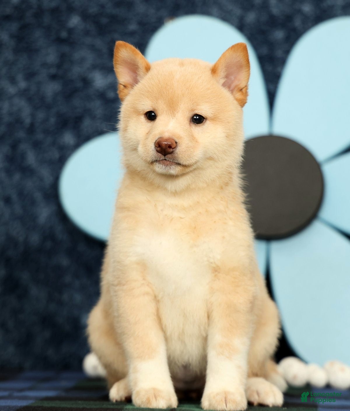Shiba Inu dogs Krissy - Ad 2