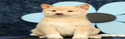 Shiba Inu dogs for sale: Krissy - Ad 2