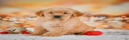 Golden Retriever dogs for sale: Willow - Ad 8