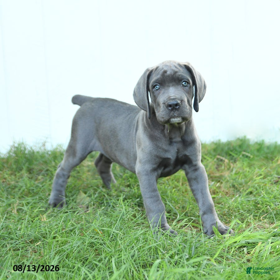 Cane Corso dogs Rodeo - Ad 2