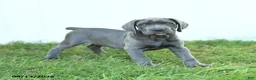 Cane Corso dogs for sale: Rodeo - Ad 5