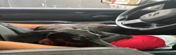 Doberman Pinscher dogs for sale: Doberman Pinscher 4 - Ad 4