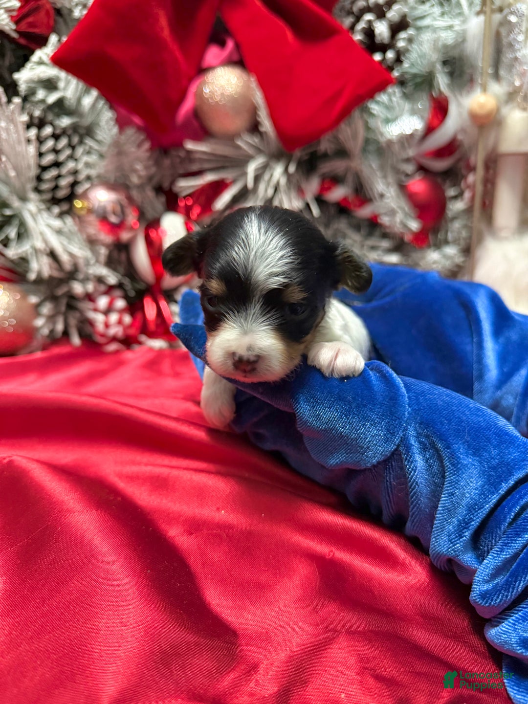 Yorkshire Terrier dogs for sale: Alfredo - Ad 6