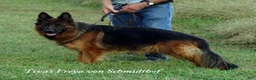 German Shepherd dogs for sale: German Shepherd red collar - Ad 6
