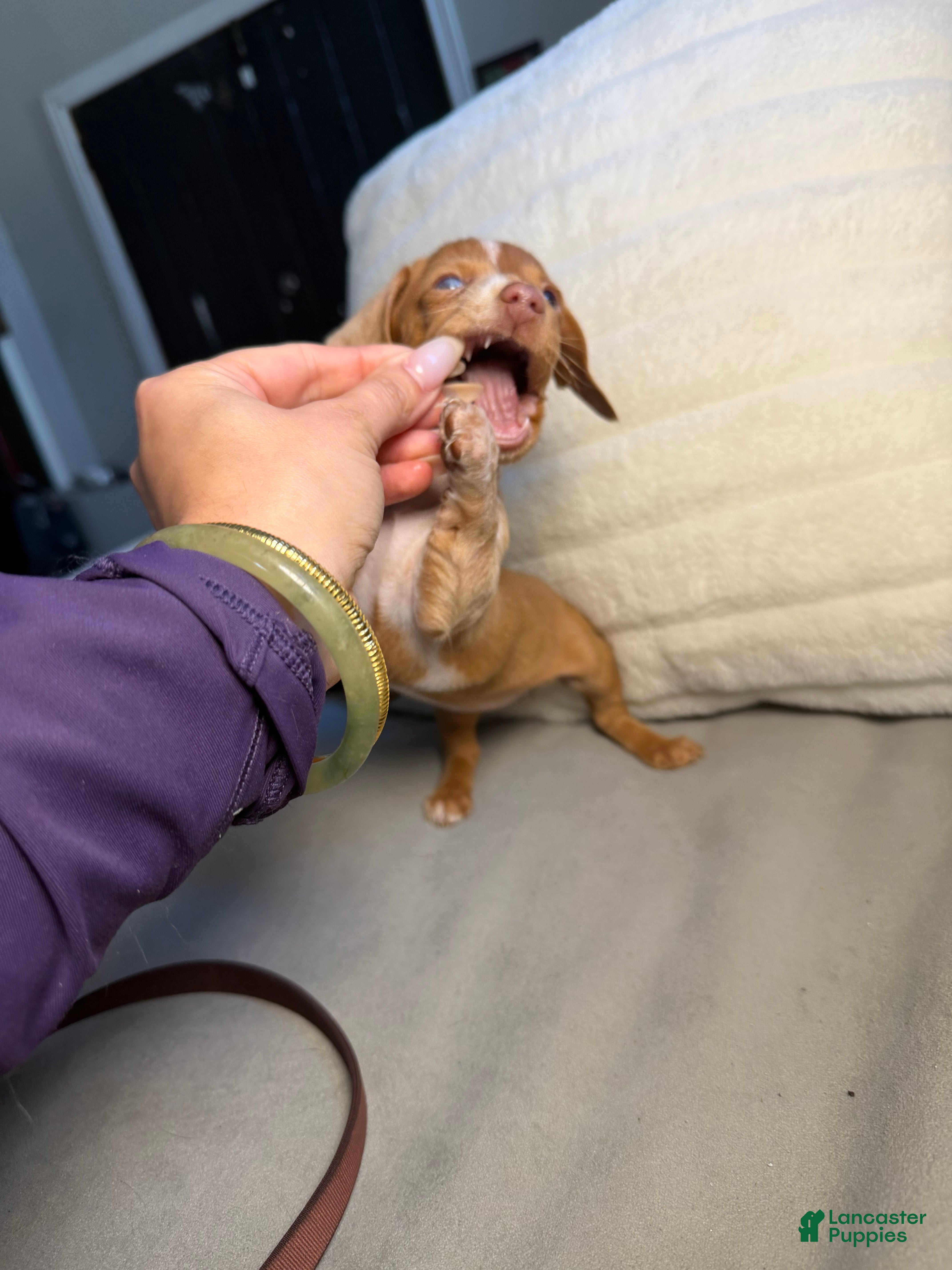 Miniature Dachshund dogs Loca - Ad 9