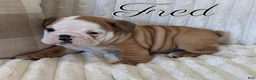 English Bulldog dogs for sale: AKC Fred  - Ad 7