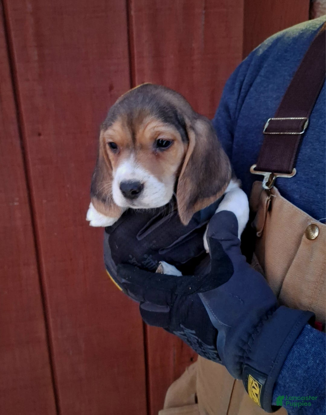 Beagle dogs for sale: Ruby - Ad 1