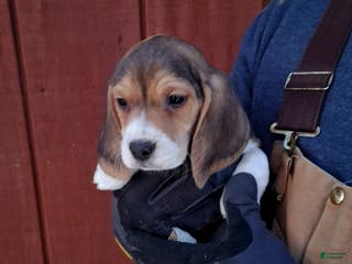 Beagle dogs Ruby - Ad 25