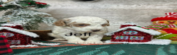 Toy Poodle dogs for sale: Jeff - Ad 3