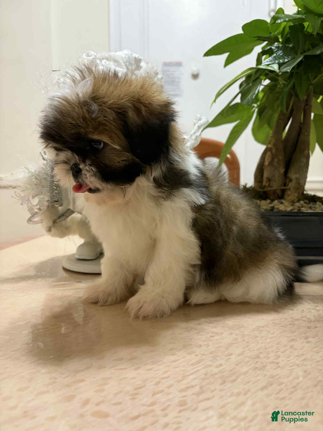 Shih Tzu dogs for sale: Sue Sue - Ad 1