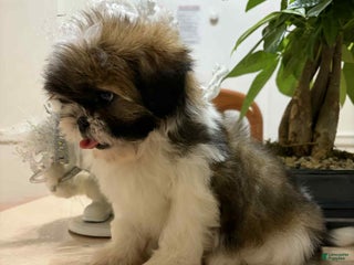 Shih Tzu dogs Sue Sue - Ad 26
