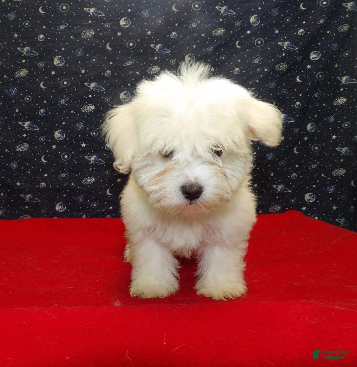Maltese dogs Melody - Ad 9