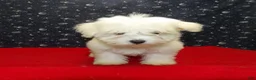 Maltese dogs for sale: Melody - Ad 1