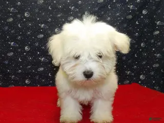 Maltese dogs Melody - Ad 9