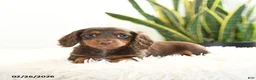 Miniature Dachshund dogs for sale: Raindrop - Ad 2
