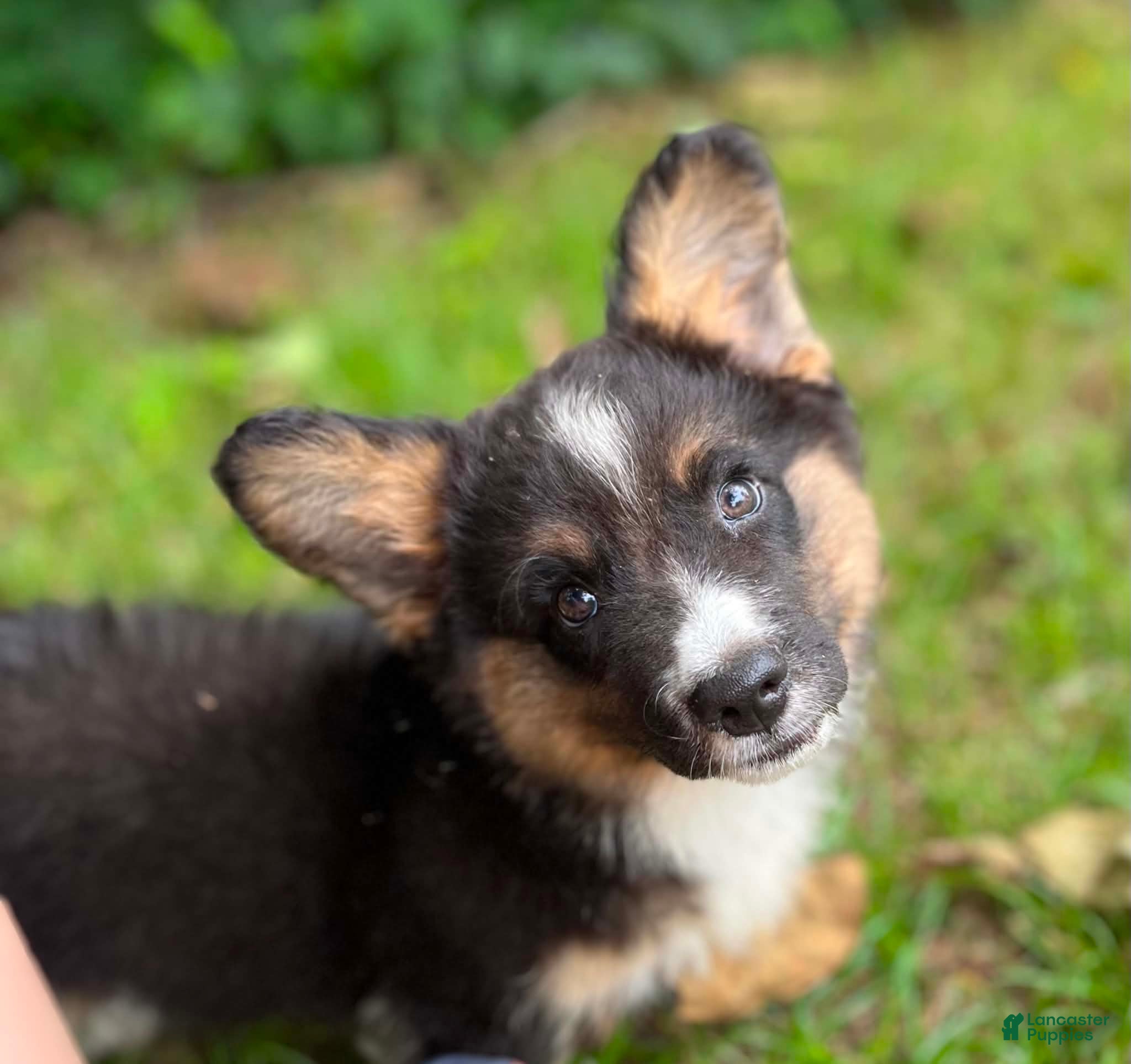 Welsh Corgi Cardigan dogs Dash- Fluffy - Ad 1