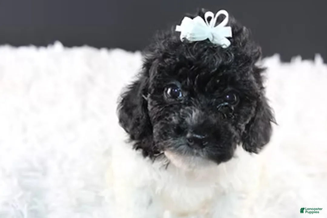 Toy Poodle dogs for sale: Ari - Ad 4