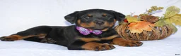 Rottweiler dogs for sale: Dolly - Ad 3