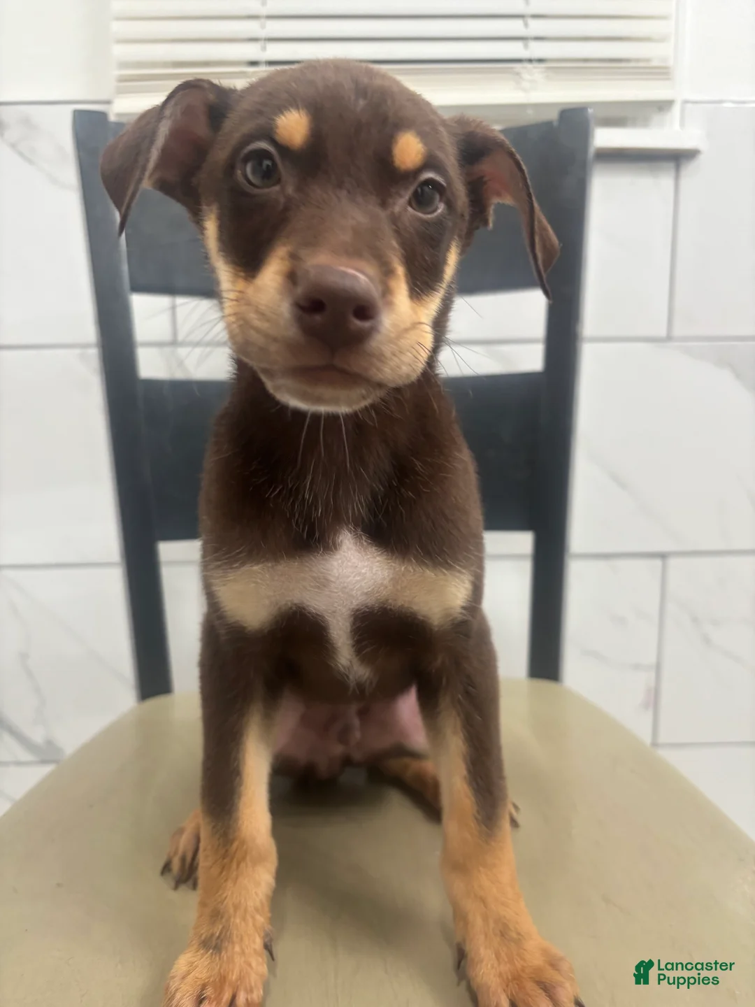 Mixed Breed dogs for sale: Mixed Breed Puppy 3 - Ad 2