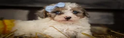 Miniature Poodle dogs for sale: Juno🦴  - Ad 14