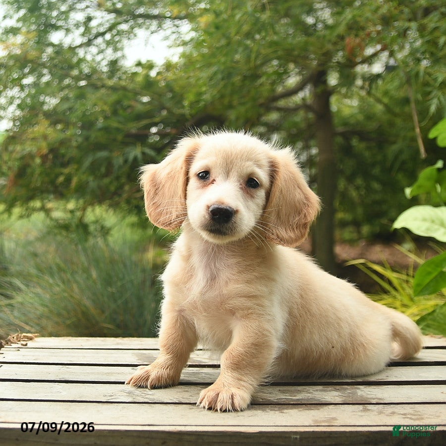 Miniature Dachshund dogs Milo  - Ad 1