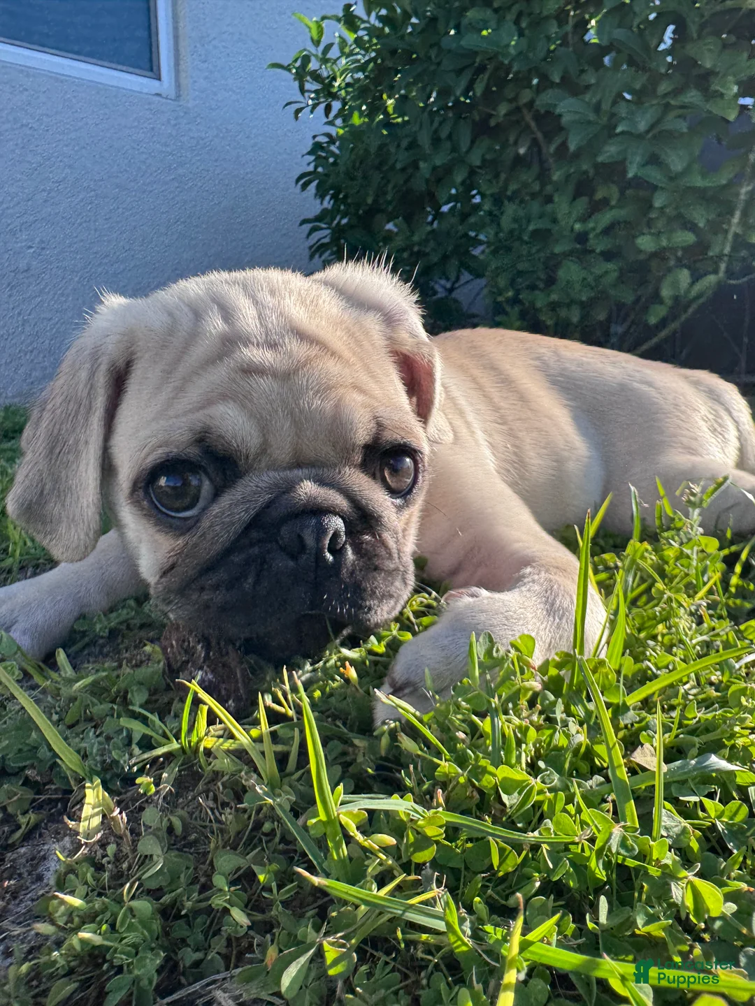 Pug dogs for sale: Junior - Ad 2