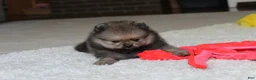 Pomeranian dogs for sale: Logan - Ad 11