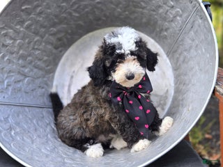 Mini Sheepadoodle dogs - Ad 3