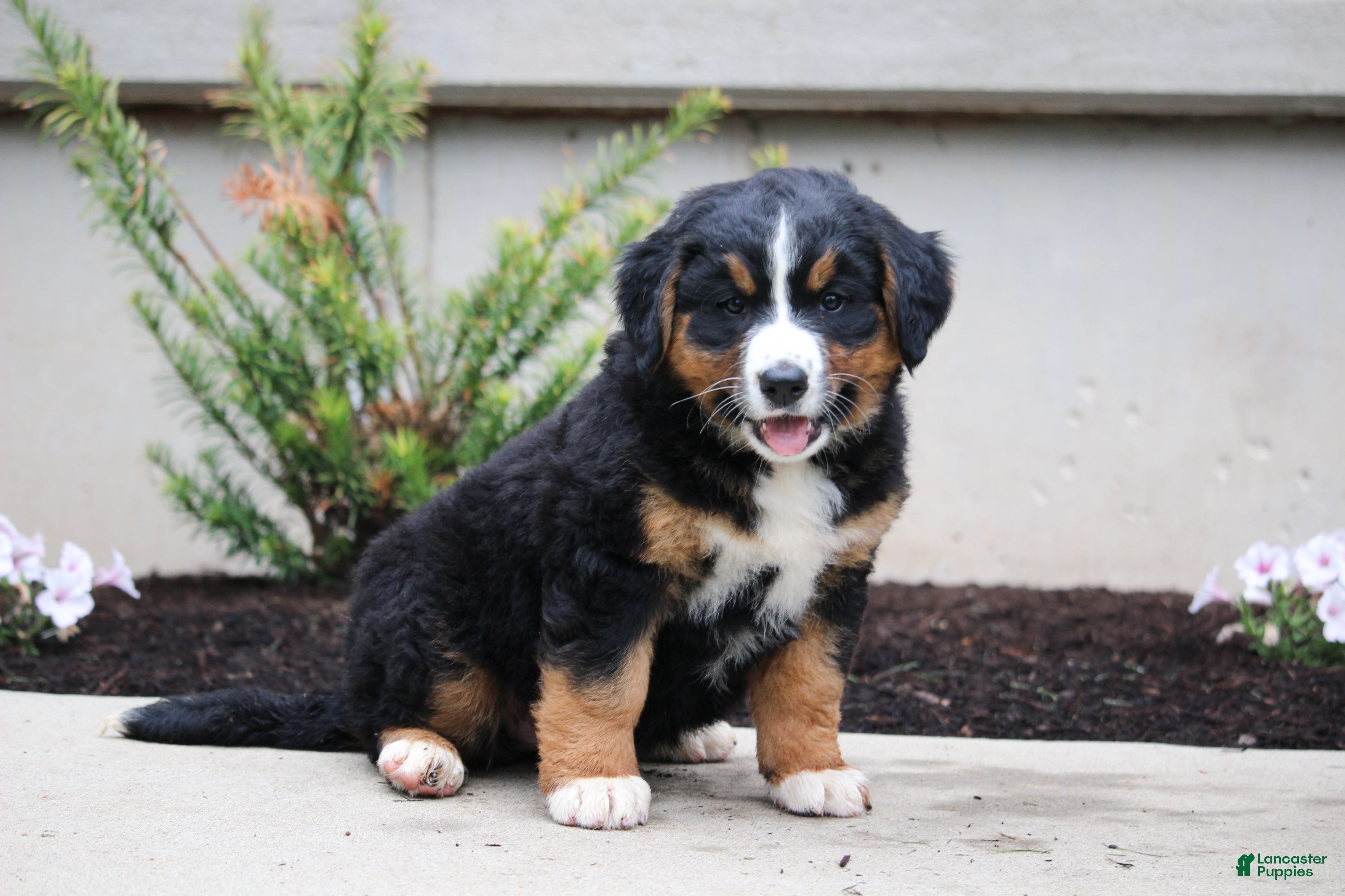 Mixed Breed dogs Chloe - Ad 2