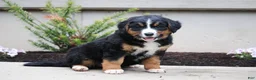 Mixed Breed dogs for sale: Chloe - Ad 2