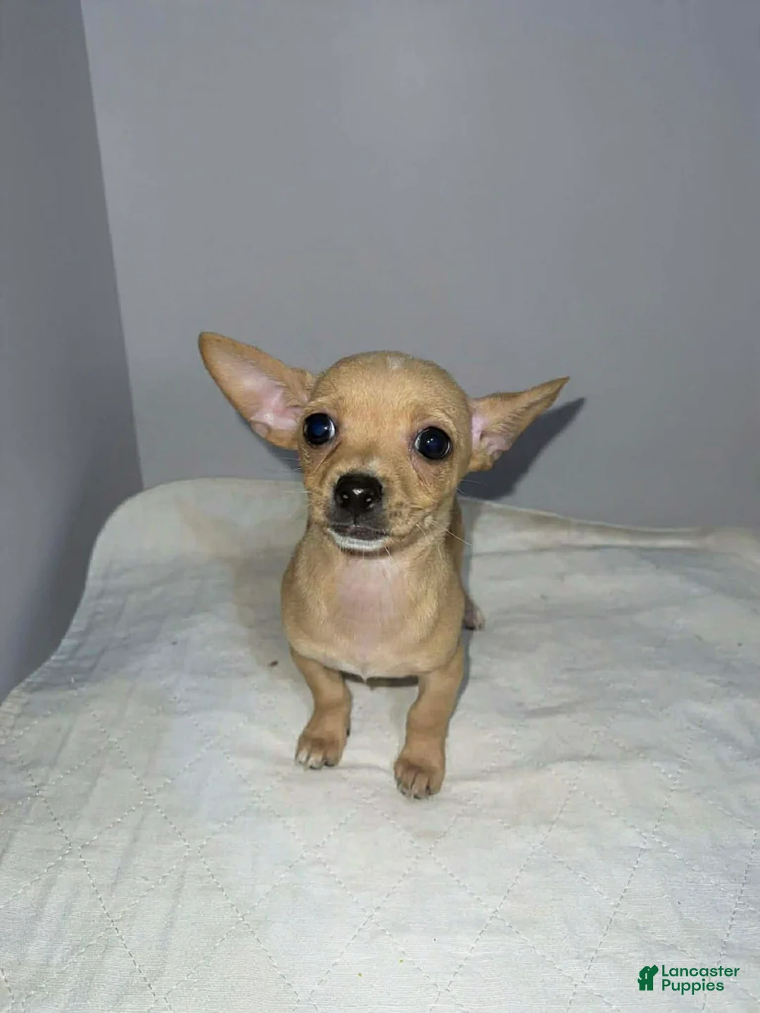 Chihuahua dogs for sale: Pinky - Ad 1
