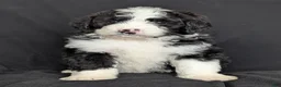 Bernedoodle dogs for sale: Cali - Ad 7