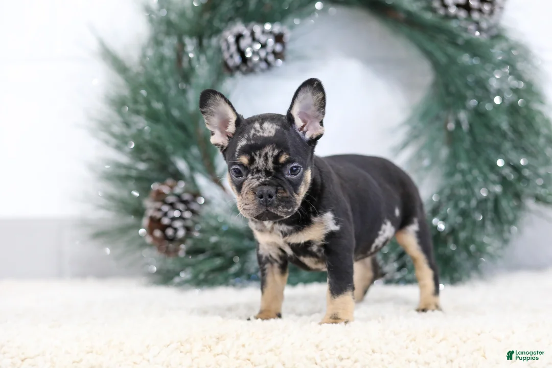 French Bulldog dogs for sale: Fiona - Ad 6