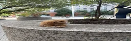 Cavapoo dogs for sale:  Cisco - Ad 2